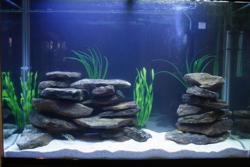 Rated #1373: 105 Gallons Freshwater Fish Tank - Aqua Home