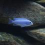 freshwater fish - metriaclima callainos - cobalt blue zebra cichlid stocking in 105 gallons tank - Cobalt Zebra