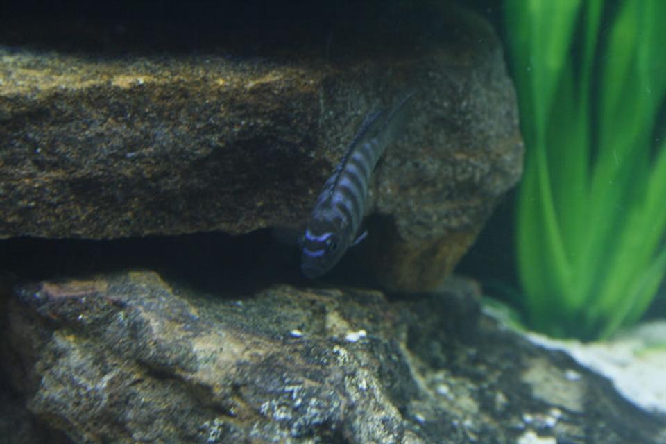 freshwater fish - pseudotropheus demasoni - demasoni cichlid stocking in 105 gallons tank - Mpanga