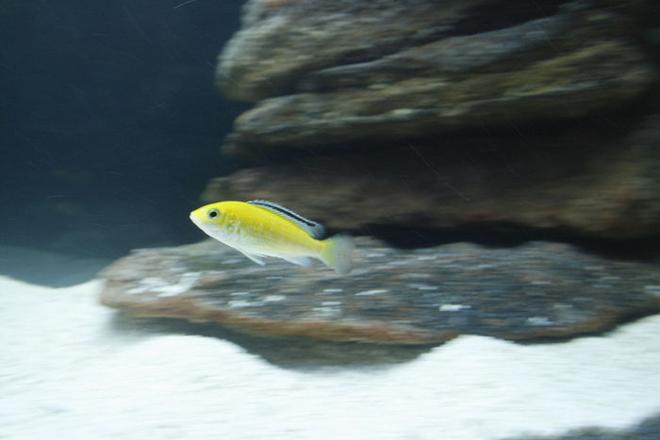 freshwater fish - labidochromis caeruleus - electric yellow cichlid stocking in 105 gallons tank - Electric Yellow