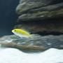 freshwater fish - labidochromis caeruleus - electric yellow cichlid stocking in 105 gallons tank - Electric Yellow
