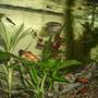 15 gallons planted tank (mostly live plants and fish) - community tank