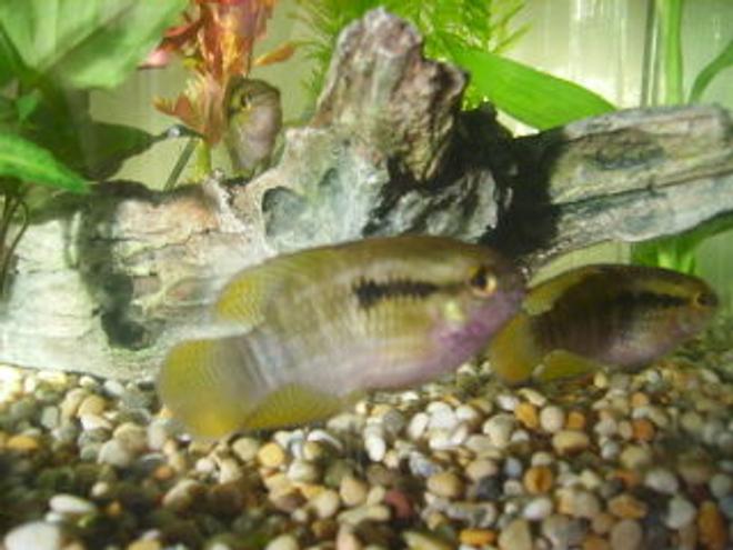freshwater fish - apistogramma njessini - panda dwarf cichlid stocking in 15 gallons tank - dwarf flag cichlids
