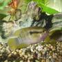 freshwater fish - apistogramma njessini - panda dwarf cichlid stocking in 15 gallons tank - dwarf flag cichlids