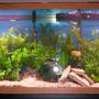 55 gallons planted tank (mostly live plants and fish) - 55G Freshwater planted tank