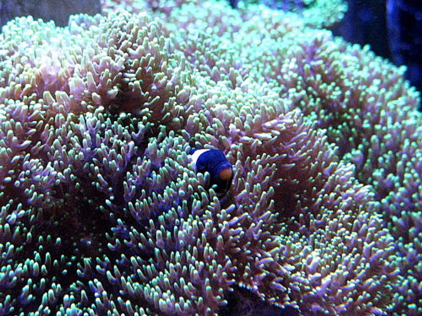 Rated #21: Saltwater Fish - Amphiprion Ocellaris Var. - Black And White Ocellaris Clownfish Stocking In 120 Gallons Tank - blackie