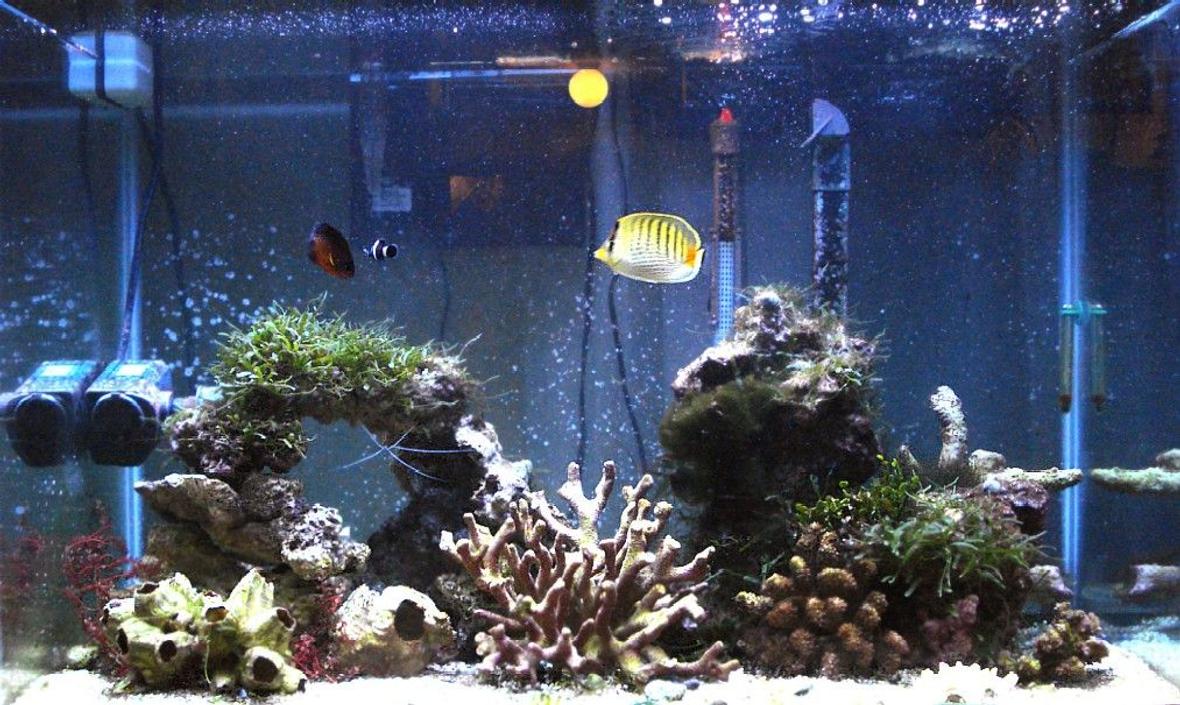 65 gallons saltwater fish tank (mostly fish, little/no live coral) - More Fish