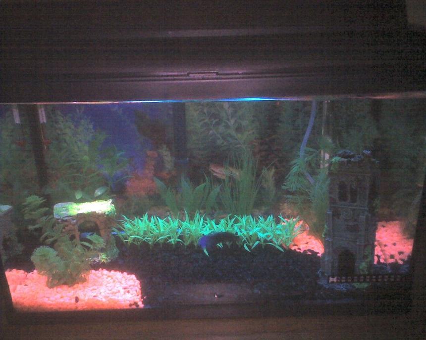 Rated #3849: 10 Gallons Freshwater Fish Tank - My first attempt at my 10 Gal