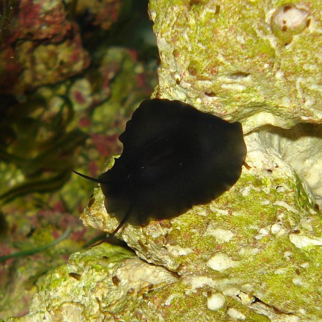 corals inverts stocking in 65 gallons tank - The unidentified black hitchhiker which is one of my favorite tank inhabitants.  If you know what it is, please leave a comment!  It is mobile, tranlucent, approximately an inch in diameter, has atennae, and only comes out at night.