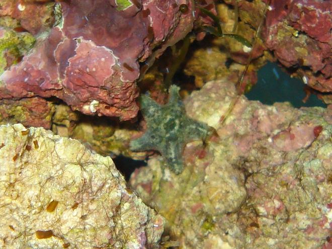 corals inverts - asterina sp. - starfish stocking in 65 gallons tank - Tiny green starfish that hitchhiked in on my live rock.