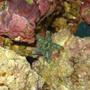 corals inverts - asterina sp. - starfish stocking in 65 gallons tank - Tiny green starfish that hitchhiked in on my live rock.