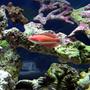 40 gallons saltwater fish tank (mostly fish, little/no live coral) - Carpenter's Flasher Wrasse