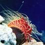 corals inverts - lima scabra - flame scallop stocking in 40 gallons tank - Flame Scallop