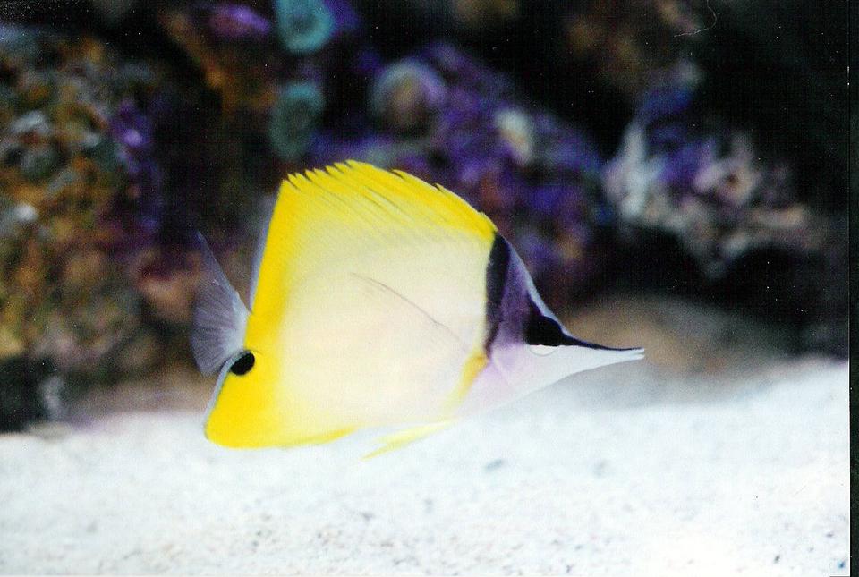 saltwater fish - forcipiger flavissimus - yellow longnose butterflyfish stocking in 40 gallons tank - Longnose butterfly
