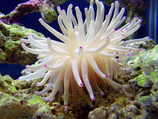 corals inverts - condylactis gigantea - condy anemone stocking in 40 gallons tank - Condy Anemone