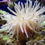 corals inverts - condylactis gigantea - condy anemone stocking in 40 gallons tank - Condy Anemone