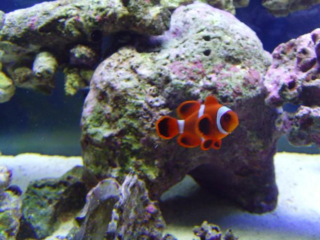saltwater fish - premnas biaculeatus - maroon clownfish stocking in 40 gallons tank - Maroon Clownfish