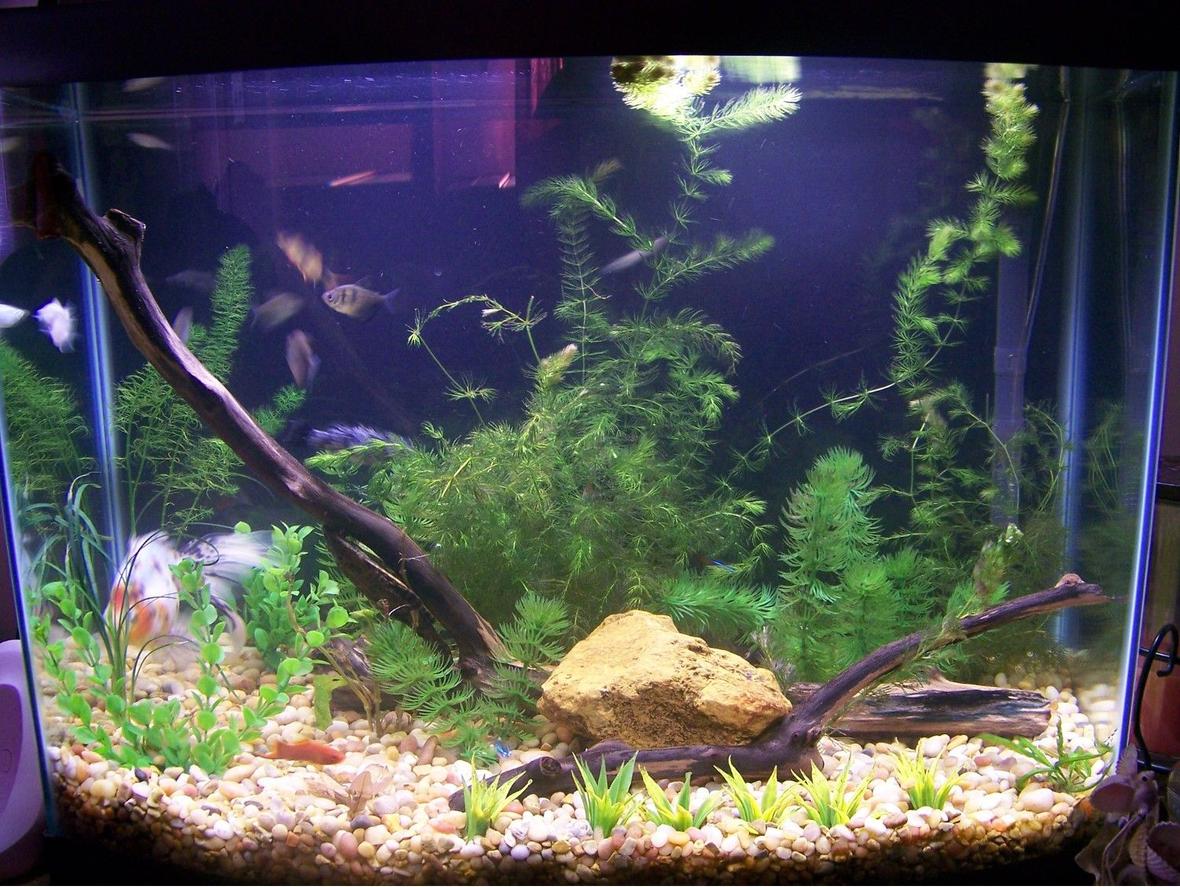 28 gallons planted tank (mostly live plants and fish) - Simple 28 Gallon Aquarium with live and artificial plants.