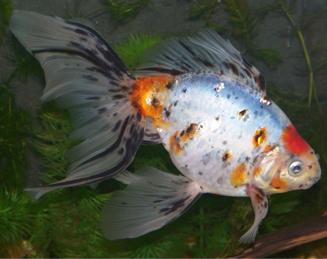 freshwater fish - carassius auratus - calico ryukin goldfish stocking in 28 gallons tank - 1 yr old Callico Fantail goldfish