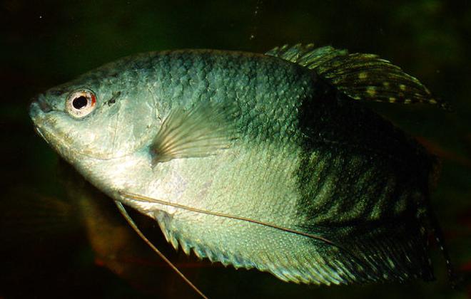 freshwater fish - trichogaster trichopterus - blue gourami stocking in 50 gallons tank - Blue Gourami, 4 years old, male