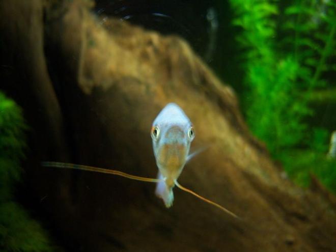 freshwater fish stocking in 55 gallons tank - blue