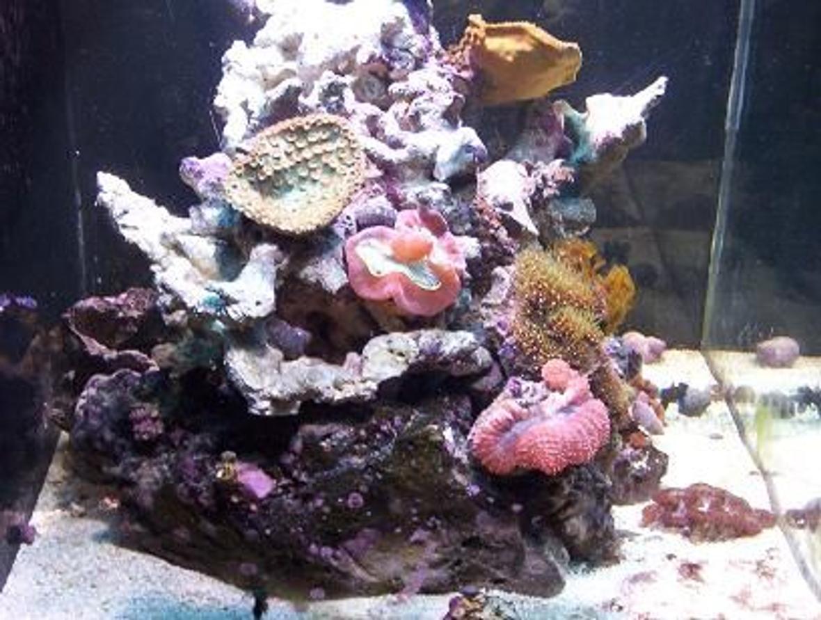 65 gallons reef tank (mostly live coral and fish) - pic4
