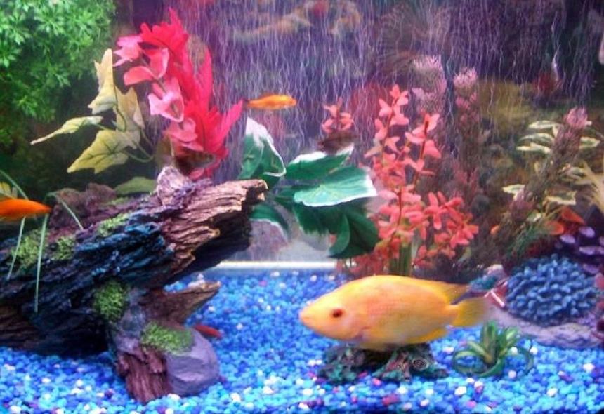 Rated #3297: 30 Gallons Freshwater Fish Tank - my 30 gallon, flower horn, angels ,silver dollars , tiger barbs,  gouramis, feederfish ,pleco