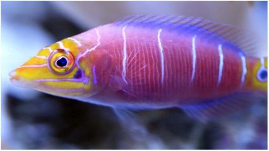 Rated #18: Saltwater Fish - Pseudocheilinus Ocellatus - Mystery Wrasse Stocking In 500 Gallons Tank - Latin Name Pseudocheilinus ocellatus 
Common Name Mystery Wrasse