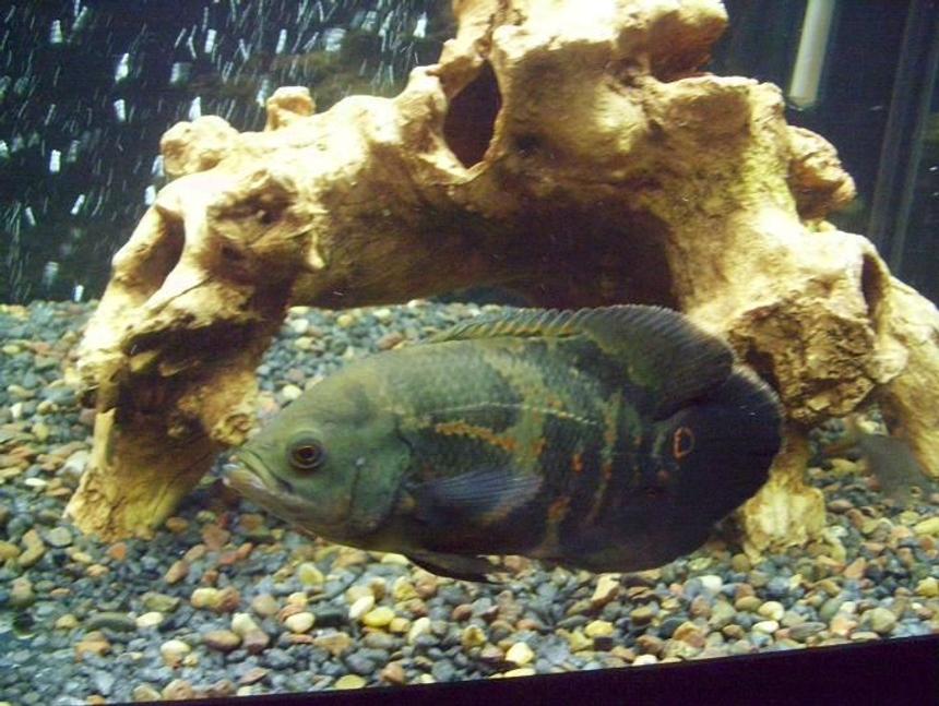 Rated #1683: Freshwater Fish - Astronotus Ocellatus - Tiger Oscar Stocking In 75 Gallons Tank - 9.5" tiger oscar