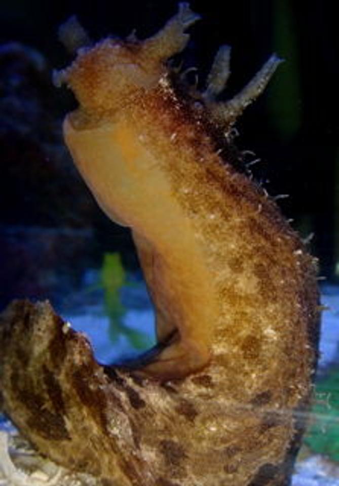 corals inverts - aplysia sp. - sea hare stocking in 55 gallons tank - sea hare