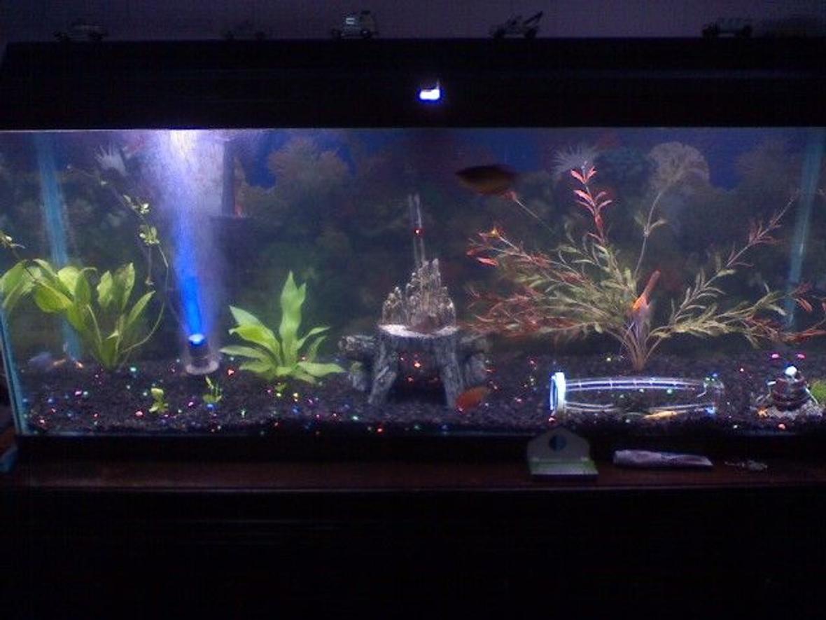 50 gallons freshwater fish tank (mostly fish and non-living decorations) - my 50g freshwater tank