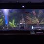50 gallons freshwater fish tank (mostly fish and non-living decorations) - my 50g freshwater tank