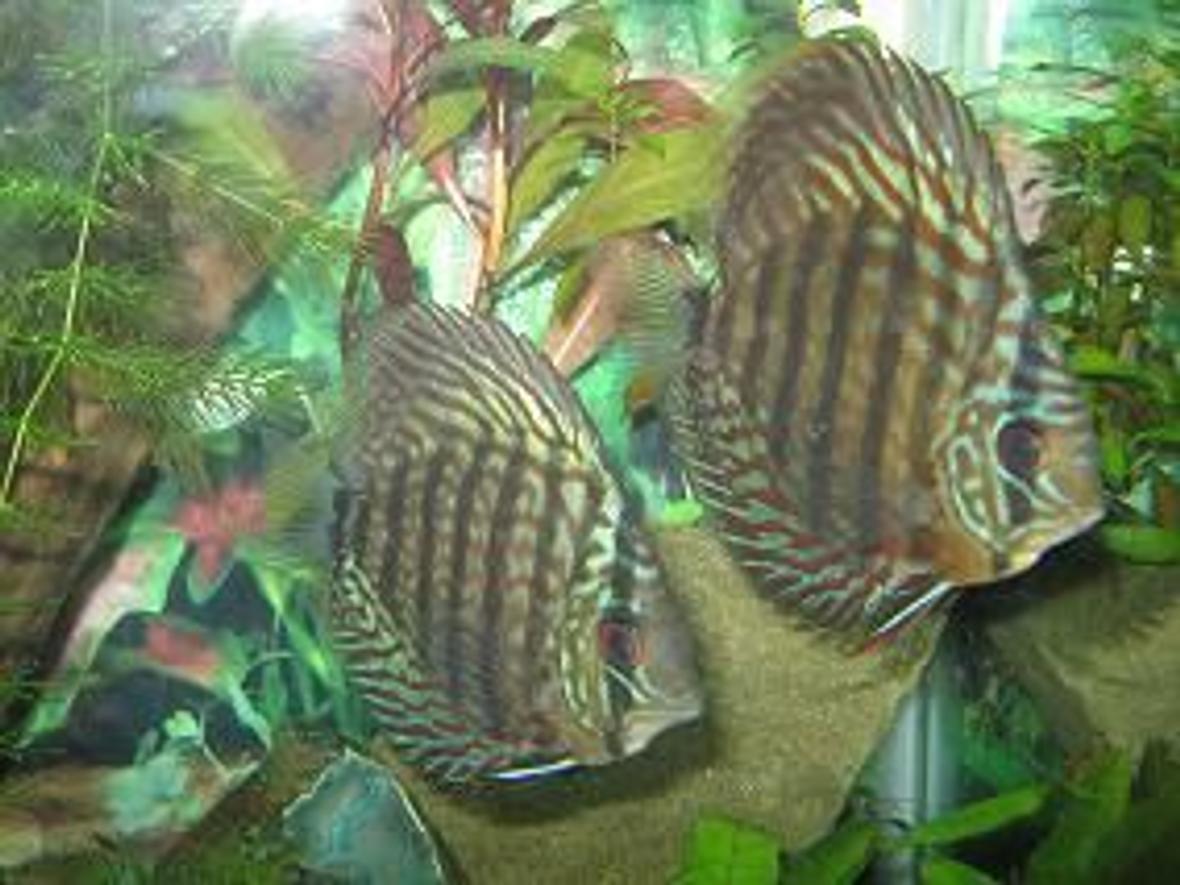freshwater fish - symphysodon sp. - green tefe discus stocking in 45 gallons tank - My Red Turquoise