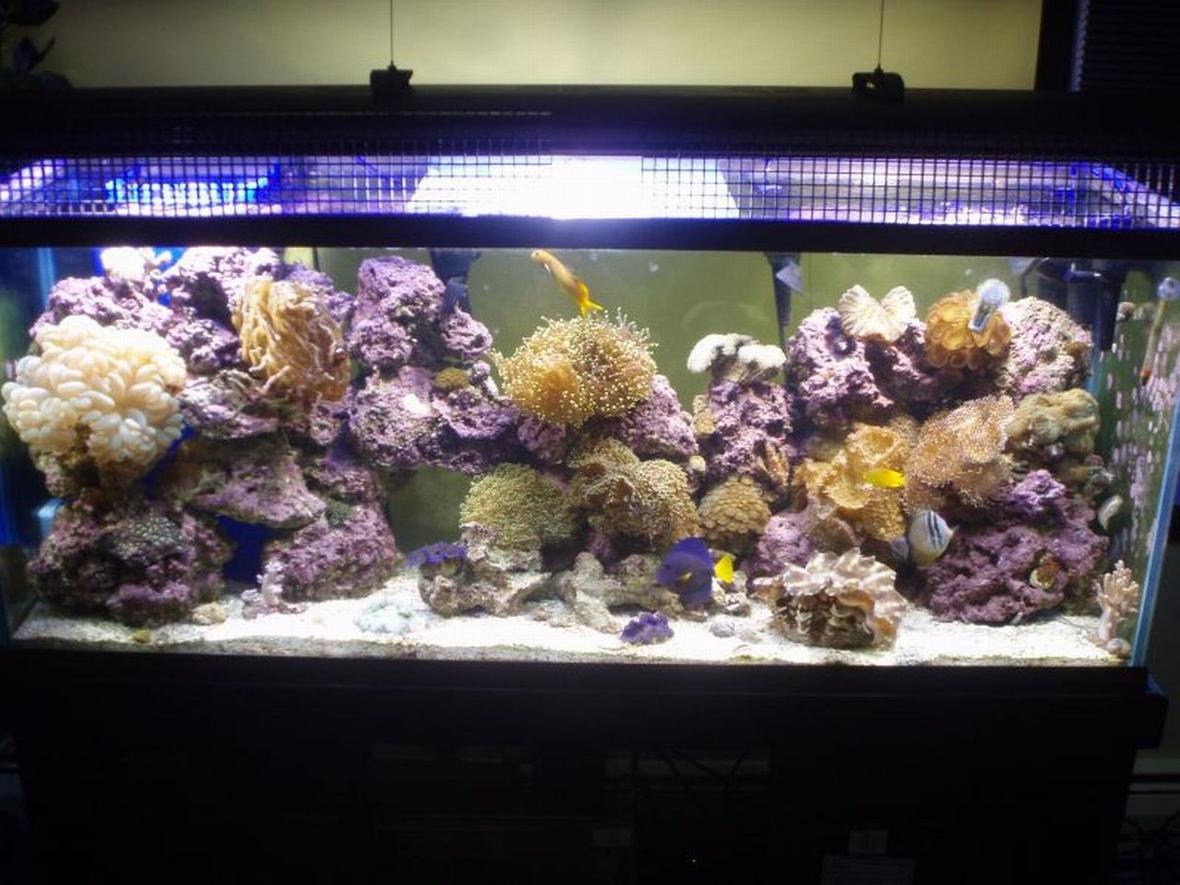 125 gallons reef tank (mostly live coral and fish) - 125 reef. My pride and joy.