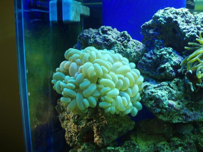 corals inverts - plerogyra sinuosa - bubble coral, green stocking in 125 gallons tank - green bubble coral
