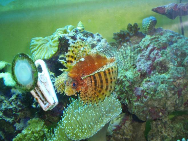 saltwater fish - dendrochirus brachypterus - fuzzy dwarf lionfish stocking in 125 gallons tank - dwarf lionfish