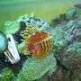 saltwater fish - dendrochirus brachypterus - fuzzy dwarf lionfish stocking in 125 gallons tank - dwarf lionfish