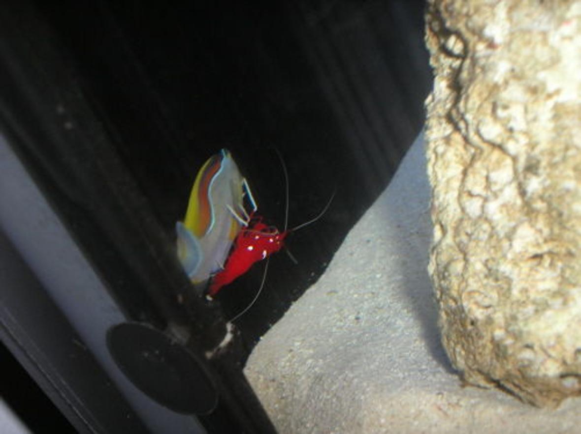 saltwater fish - acanthurus japonicus - powder brown tang stocking in 100 gallons tank - Shrimp Cleaning My Powdered Brown Tang