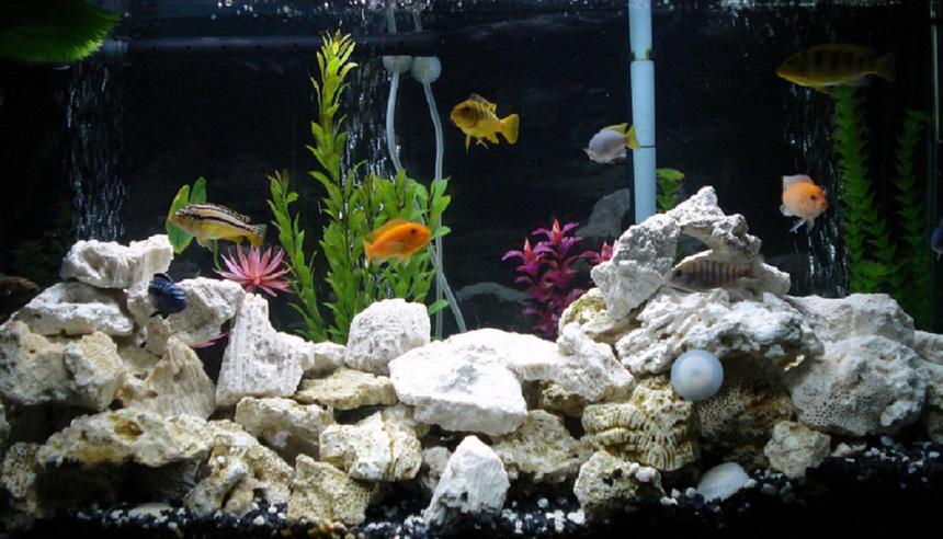 Rated #97: 40 Gallons Freshwater Fish Tank - newest update