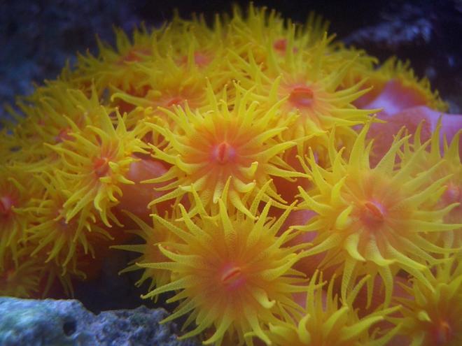corals inverts - tubastrea faulkneri - orange sun coral stocking in 34 gallons tank - Sun polyps
