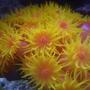 corals inverts - tubastrea faulkneri - orange sun coral stocking in 34 gallons tank - Sun polyps