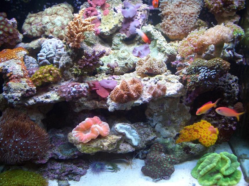 Rated #38: 34 Gallons Reef Tank - after 5 months