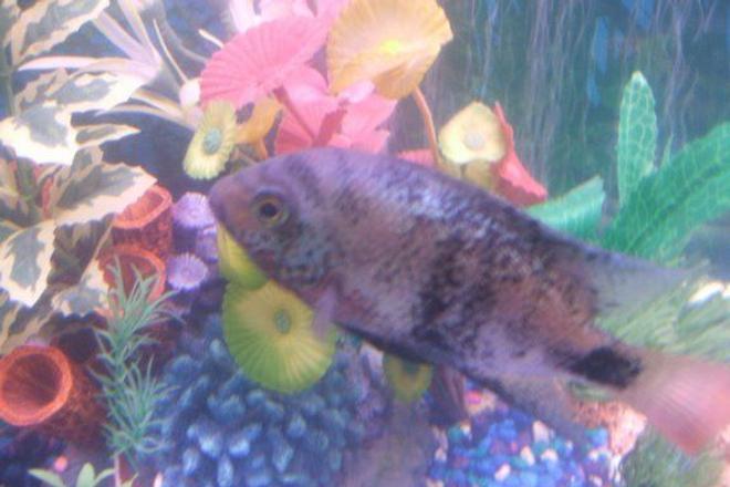 freshwater fish - cleithracara maronii - keyhole cichlid stocking in 30 gallons tank - pic