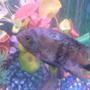 freshwater fish - cleithracara maronii - keyhole cichlid stocking in 30 gallons tank - pic