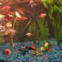 freshwater fish - rasbora heteromorpha - harlequin rasbora stocking in 30 gallons tank - pic