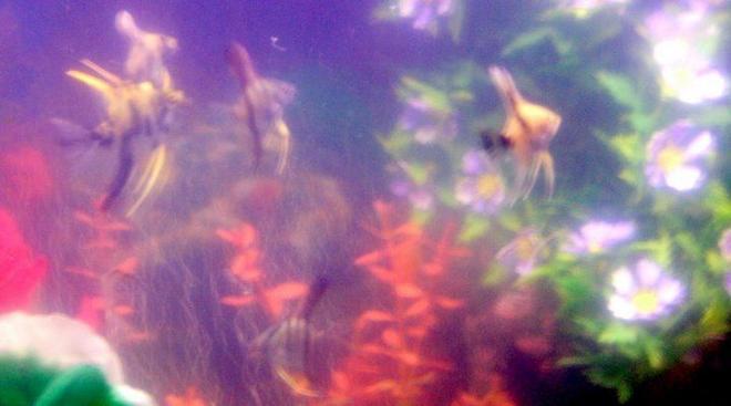 freshwater fish - pterophyllum sp. - marble veil angel stocking in 30 gallons tank - pic