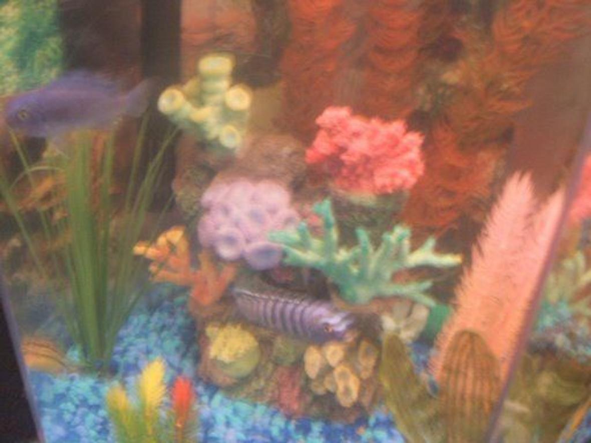 freshwater fish - pseudotropheus demasoni - demasoni cichlid stocking in 30 gallons tank - pic