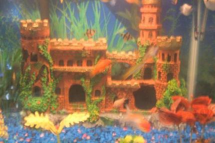 freshwater fish - puntius tetrazona - tiger barb stocking in 30 gallons tank - pic