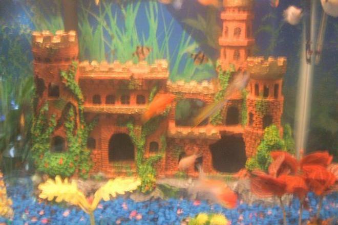 freshwater fish - puntius tetrazona - tiger barb stocking in 30 gallons tank - pic