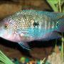 freshwater fish - aequidens rivulatus - green terror stocking in 30 gallons tank - pic